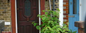 Has Your Property Seller Lied About Japanese Knotweed? Here’s What To Do