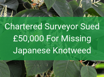 Has Your Surveyor Missed Japanese Knotweed?