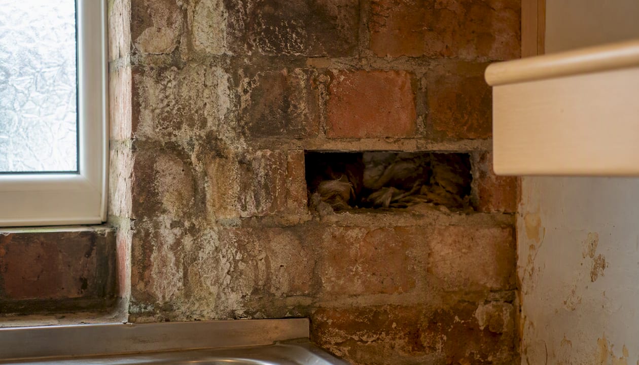 Close-up of damp bricks and mould in UK wall cavity